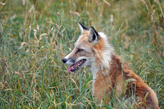 Fox Encounter for 2 People and Park Entry - Good To Know