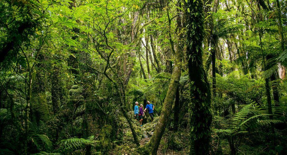 Fox Glacier: Half Day Walking & Nature Tour With Local Guide - Customer Reviews