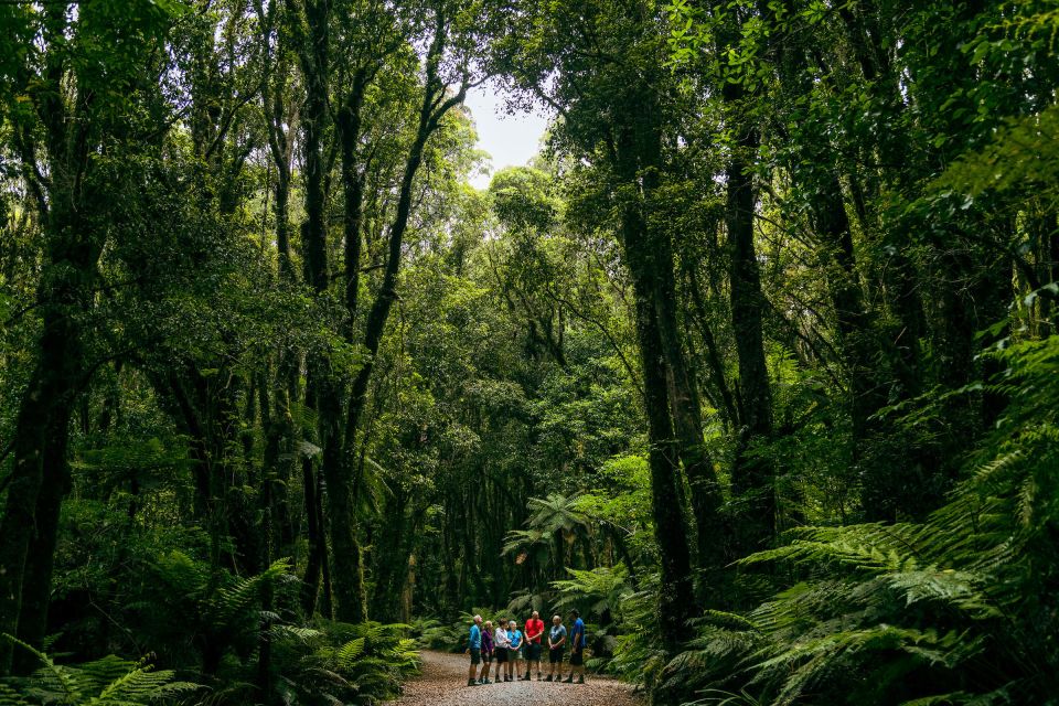 Fox Glacier: Half Day Walking & Nature Tour With Local Guide - Highlights