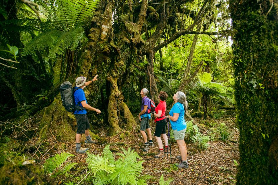 Fox Glacier: Half Day Walking & Nature Tour With Local Guide - Directions