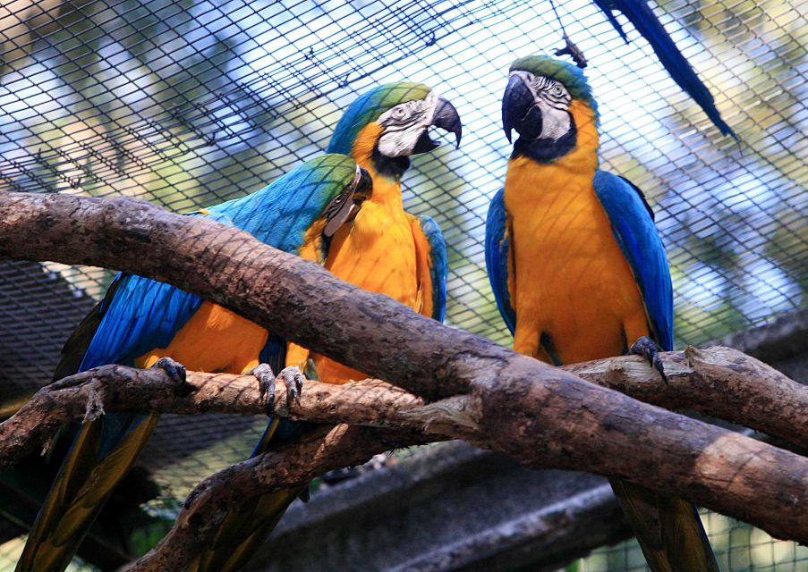 Foz Do Iguaçu: Bird Park Experience - Highlights of the Experience