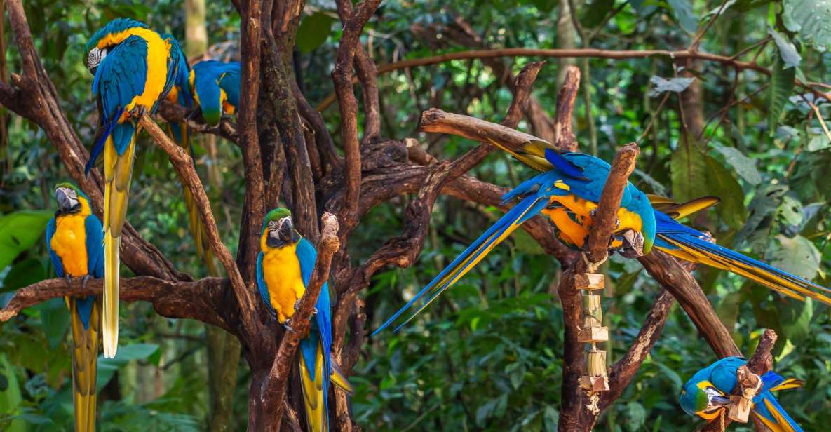 Foz Do Iguaçu: Bird Park Experience - Conservation Efforts