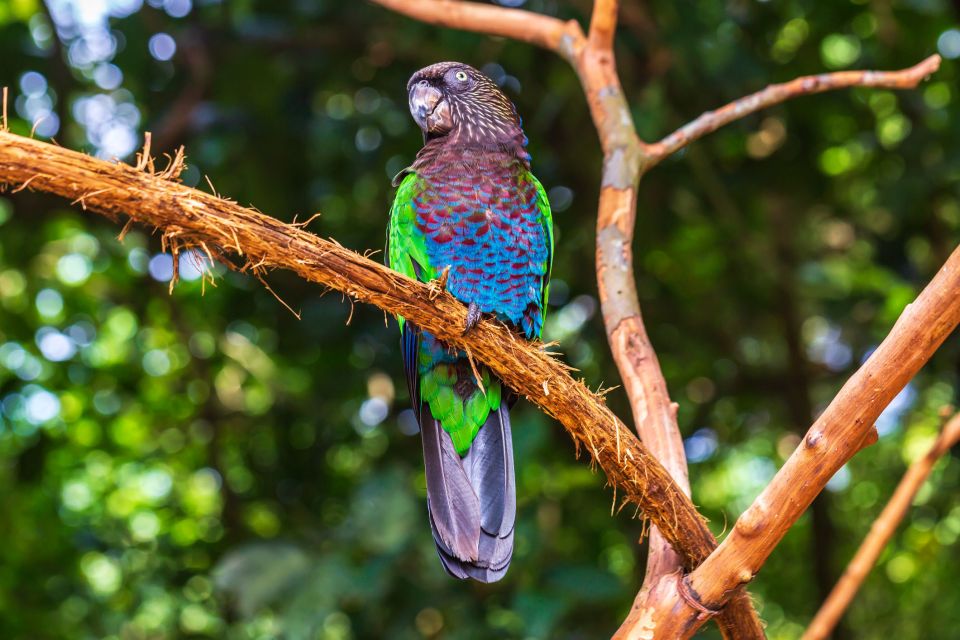 Foz Do Iguaçu: Bird Park Experience - Visitor Tips and Recommendations