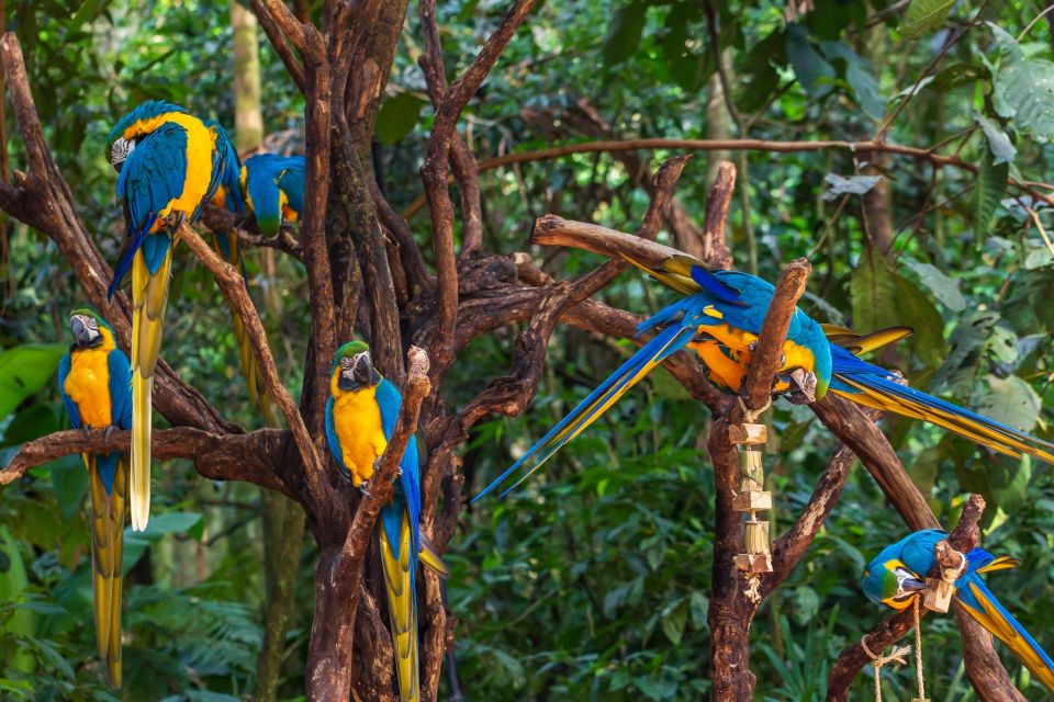 Foz Do Iguaçu: Bird Park Experience - Transportation Options