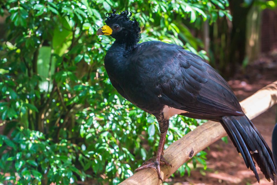 Foz Do Iguaçu: Bird Park Experience - Frequently Asked Questions