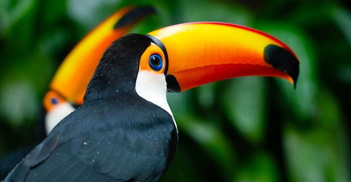 Foz Do Iguaçu: Bird Park Tour With Tickets - Key Points