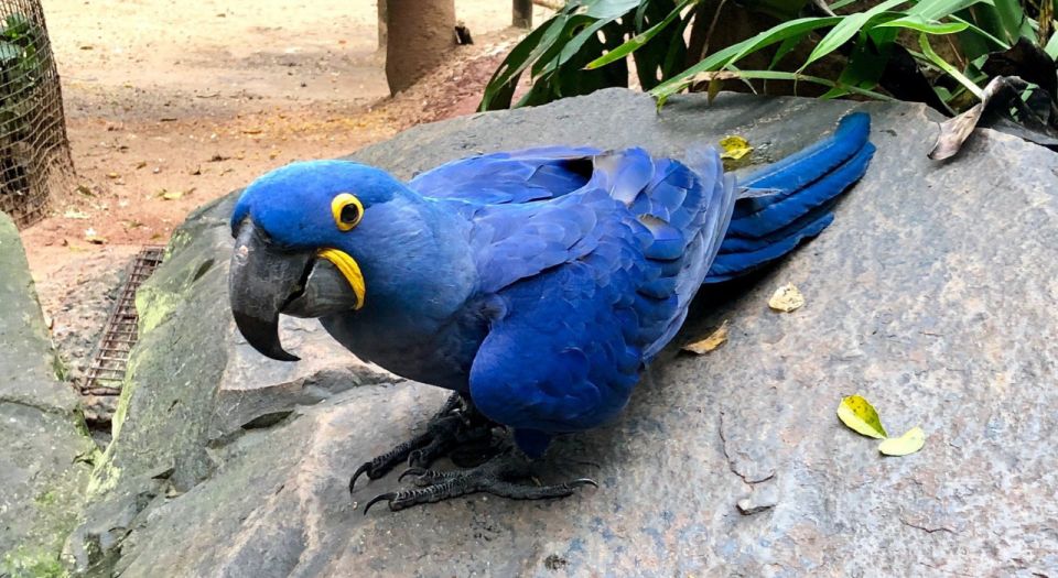Foz Do Iguaçu: Bird Park Tour With Tickets - Tour Highlights