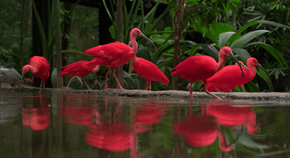 Foz Do Iguaçu: Bird Park Tour With Tickets - Detailed Tour Description