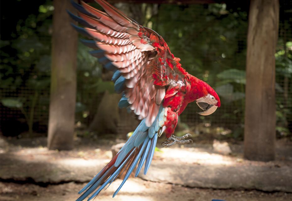 Foz Do Iguaçu: Bird Park Tour With Tickets - Tips for Visitors