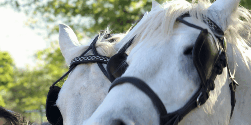 Franschhoek: 2h Premium Wine Tasting & Carriage Trail - Booking and Cancellation