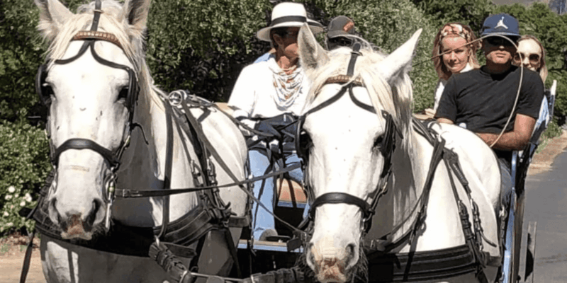 Franschhoek: 2h Private Engagement/Anniversary Carriage Ride - Good To Know