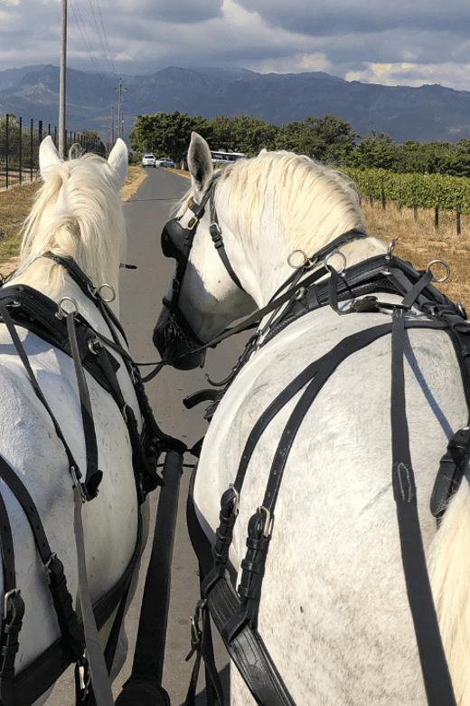 Franschhoek: 2h Private Engagement/Anniversary Carriage Ride - Booking Details