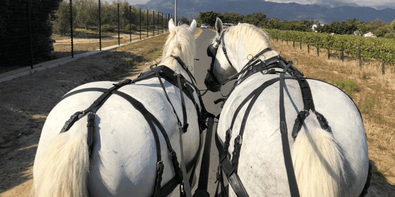 Franschhoek: 2h Private Engagement/Anniversary Carriage Ride - Helpful Tips