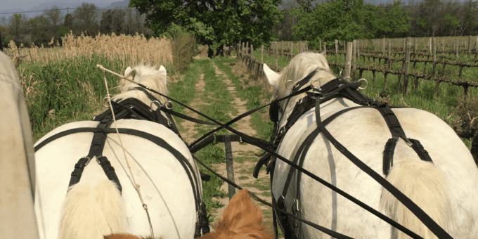 Franschhoek: 2h Private Engagement/Anniversary Carriage Ride - Contact Information