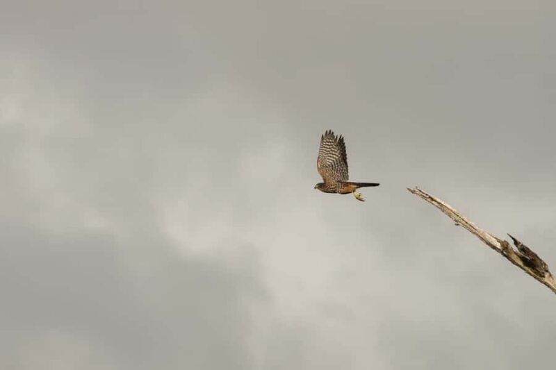 Franz Josef: Franz Josef Glacier Lookout Guided Walk - Frequently Asked Questions