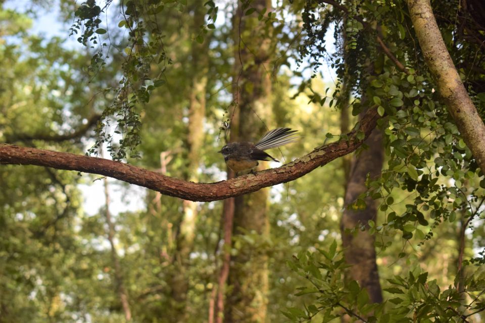 Franz Josef: Kayak & Walking Tour to Okarito Kiwi Sanctuary - Availability and Cancellation Policy