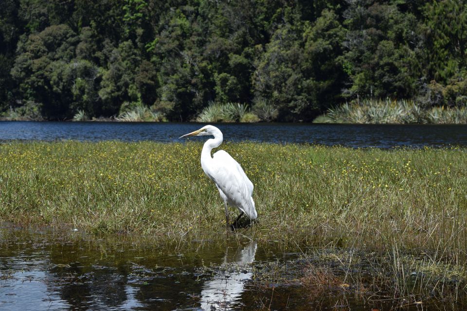 Franz Josef: Kayak & Walking Tour to Okarito Kiwi Sanctuary - Not Suitable For