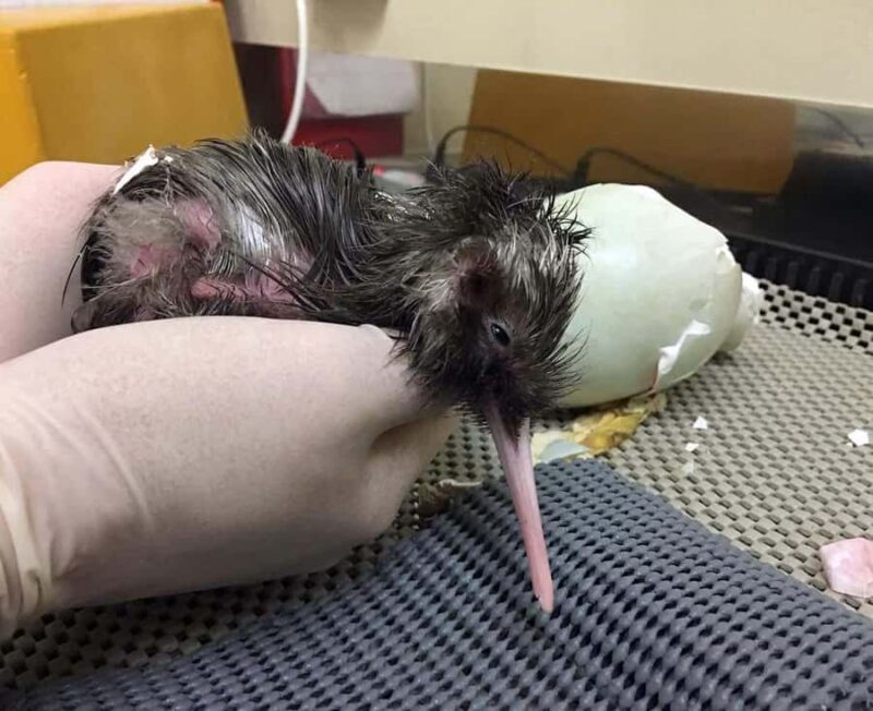 Franz Josef: Kiwi VIP Backstage Pass Tour -Booking Essential - Authentic Visitor Perspectives