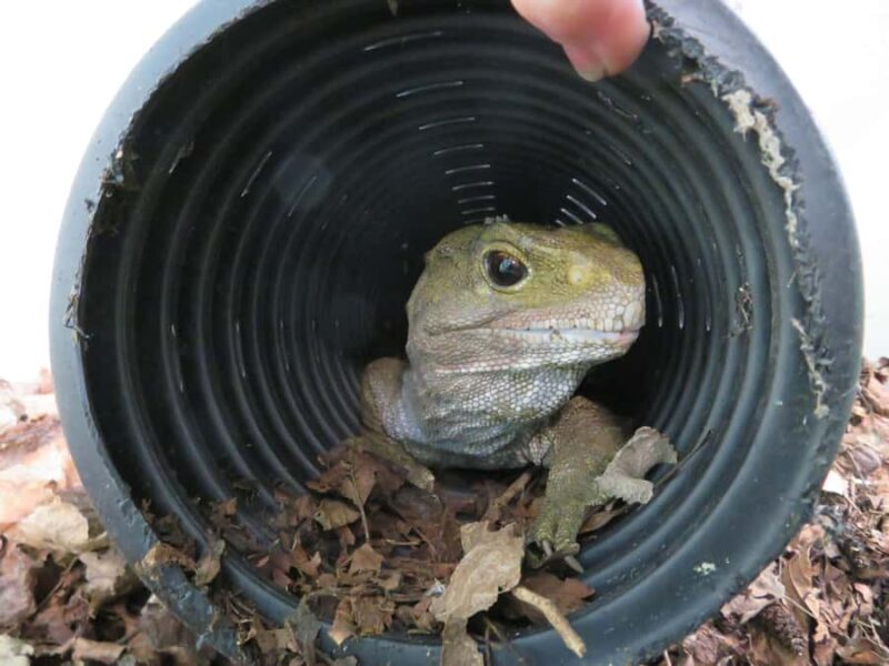 Franz Josef: Kiwi VIP Backstage Pass Tour -Booking Essential - FAQ