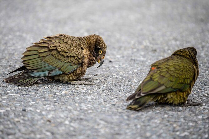 Franz Josef to Christchurch via Hokitika (1 way) - Otira Viaduct Lookout: Engineering Marvel and Mountain Views