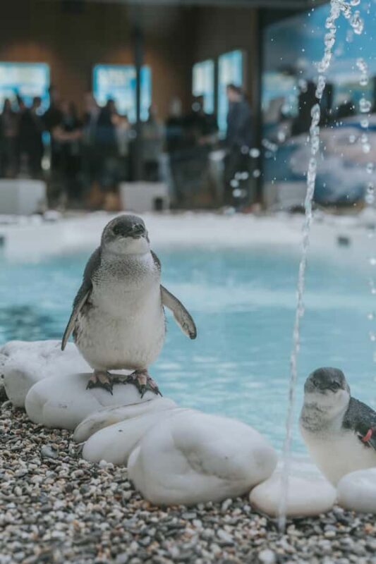 Franz Josef: West Coast Wildlife Centre Entry Ticket -48 hrs - Key Points