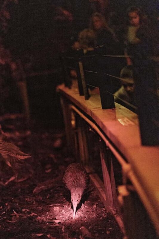 Franz Josef: West Coast Wildlife Centre Entry Ticket -48 hrs - The Sum Up