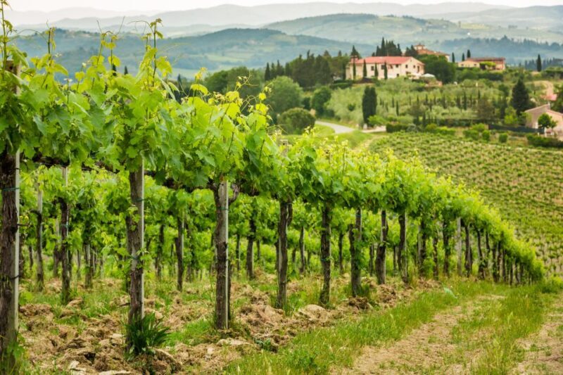 Frascati Private Tour w/ Lunch & Wine Tasting in a Vineyard - Discovering Frascati: A Flavorful Day Trip from Rome