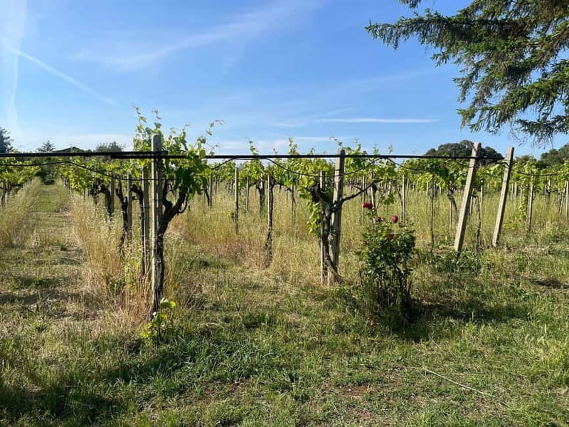 Frascati: Vineyard Wine Tasting Tour with Snacks - The Value and Practical Details
