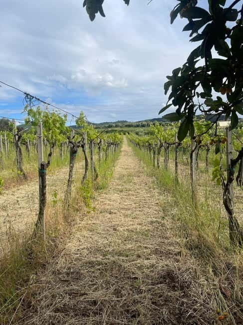 Frascati: Vineyard Wine Tasting Tour with Snacks - The Sum Up: Who Will Love This Tour?