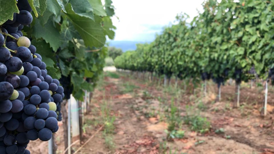 Frascati Wine Road From Rome: Tasting & Lunch - Winery Visit and Wine Tasting