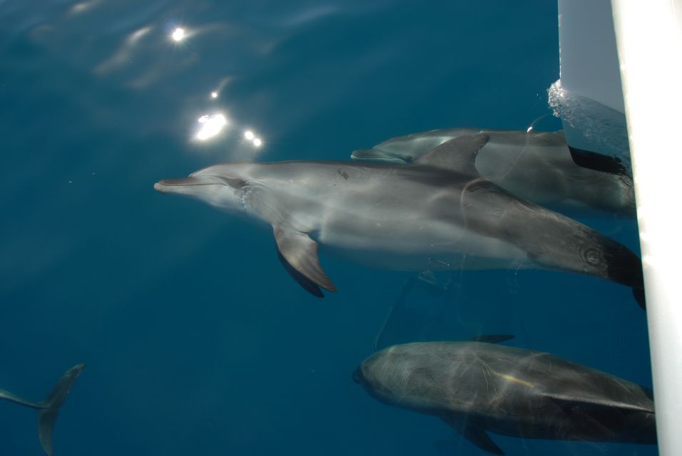 Fraser Island 4-Hour Eco-Sailing Adventure - Important Information