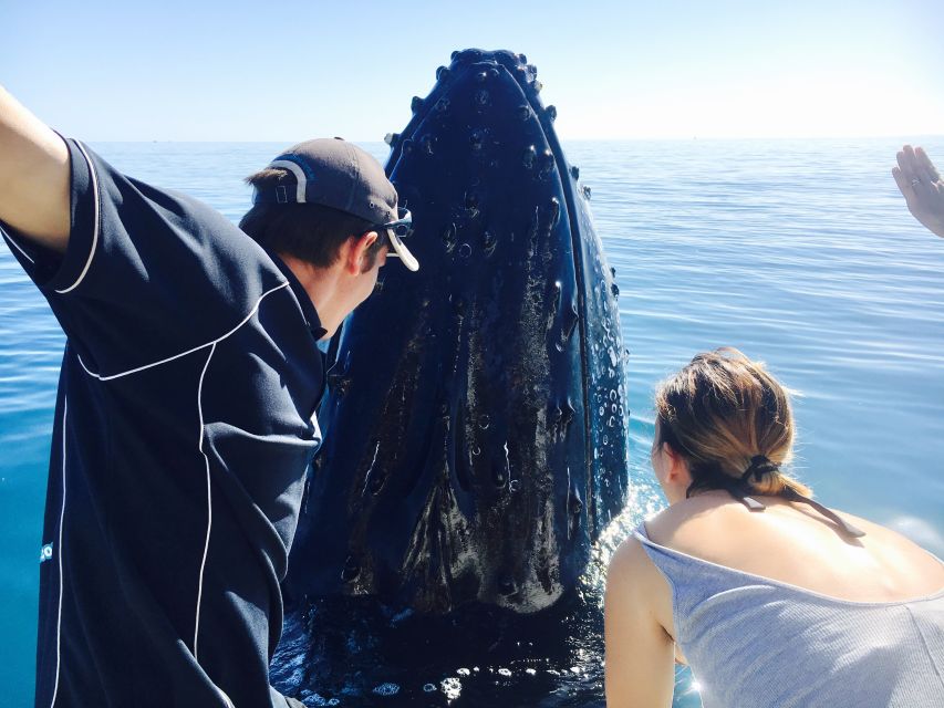 Fraser Island (Kgari): Remote Island and Whale Experience - Whale Swimming Experience