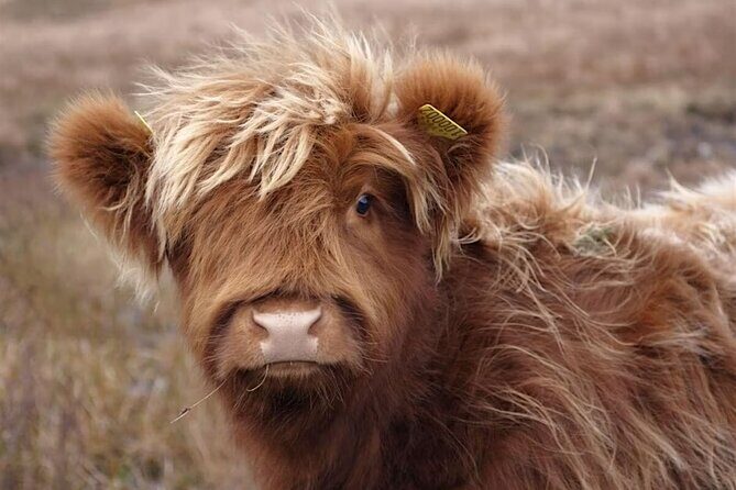 Fredericksburg Cow Cuddling - What to Expect at Fredericksburg Cow Cuddling