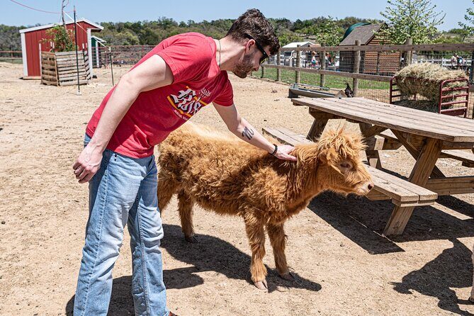 Fredericksburg Cow Cuddling - Authenticity and the Value of a Farm Experience