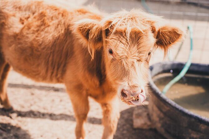 Fredericksburg Cow Cuddling - Who Will Love This Tour?