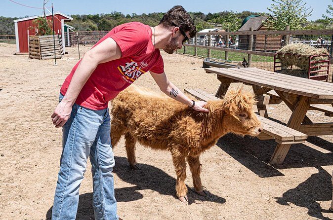 Fredericksburg Cow Cuddling - The Sum Up