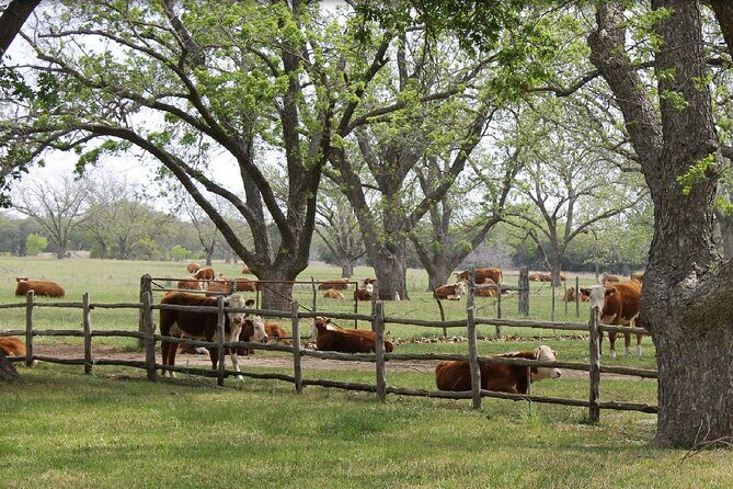 Fredericksburg Luxury Shopping and History and Culture Tour - Practical Considerations