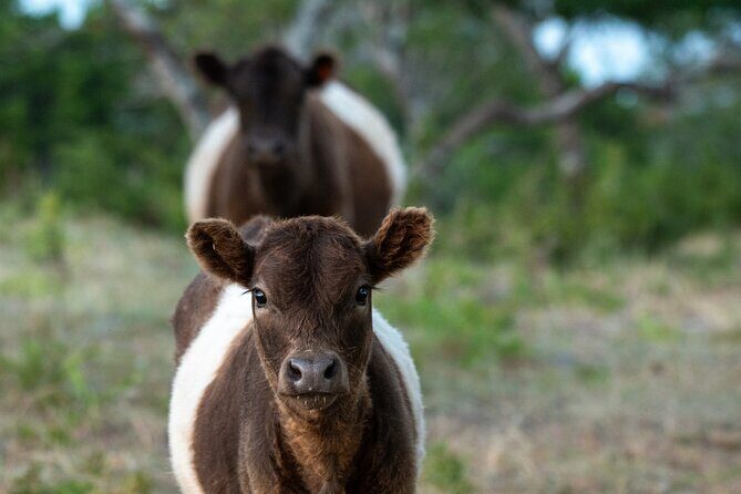 Fredericksburg Safari Tour With Wine Tasting - Final Thoughts
