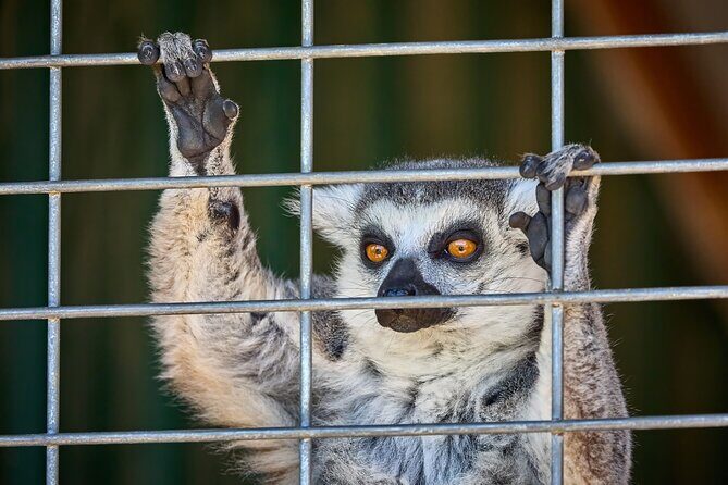 Fredericksburg Safari Tour Without Wine Tasting - The Itinerary in Detail