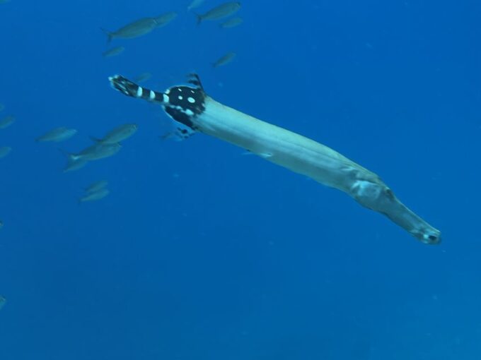 Free Diving and Snorkeling Experience Turtle Beach - Equipment and Requirements