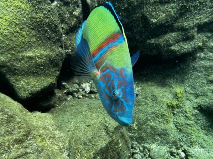 Free Diving and Snorkeling Experience Turtle Beach - Participant Suitability