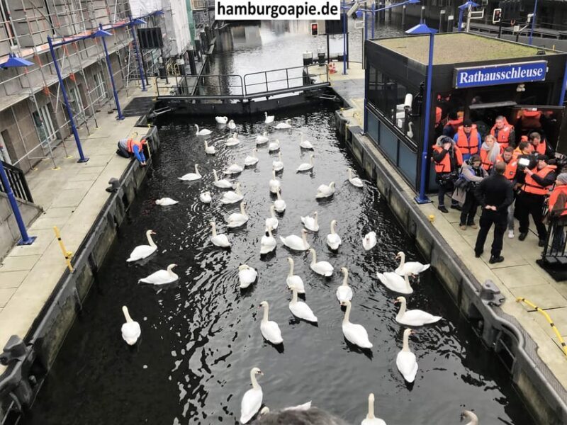 Free tour: Centro Histórico. Tú decides el precio al final - The Sum Up: Why This Tour is a Smart Choice for Hamburg Visitors