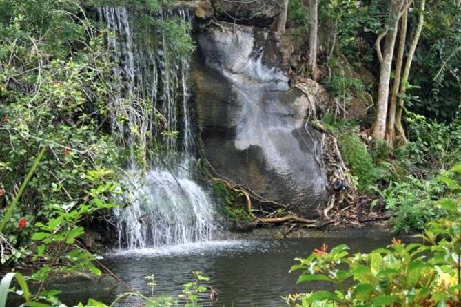 Freeport Shore Excursion: Garden of the Groves and City Tour - A Practical Look at the Freeport Shore Excursion: Garden of the Groves and City Tour