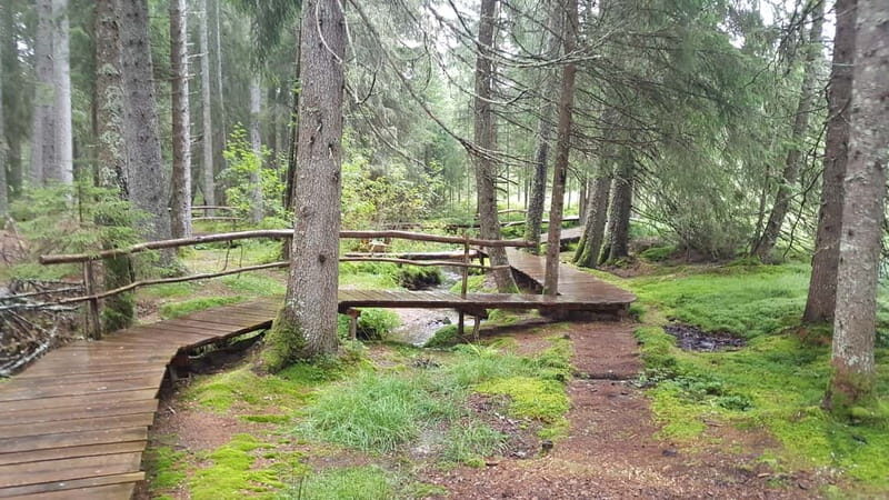 Freiburg: Private Black Forest Tour by car - Who Will Love This Tour?