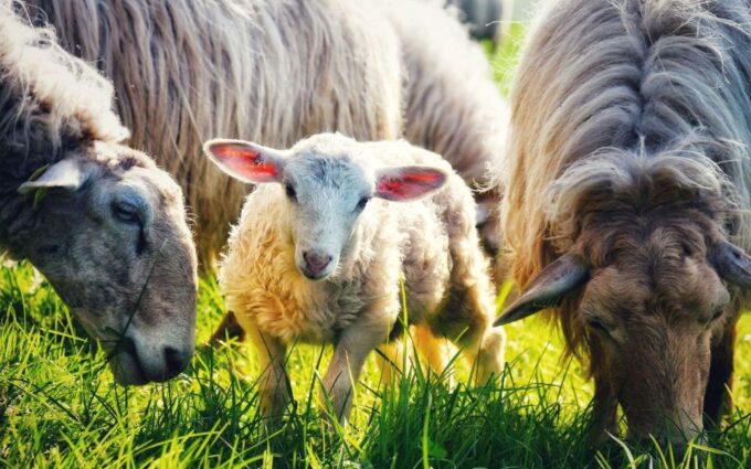 French Basque Country Farms & Food Tour - Booking Information