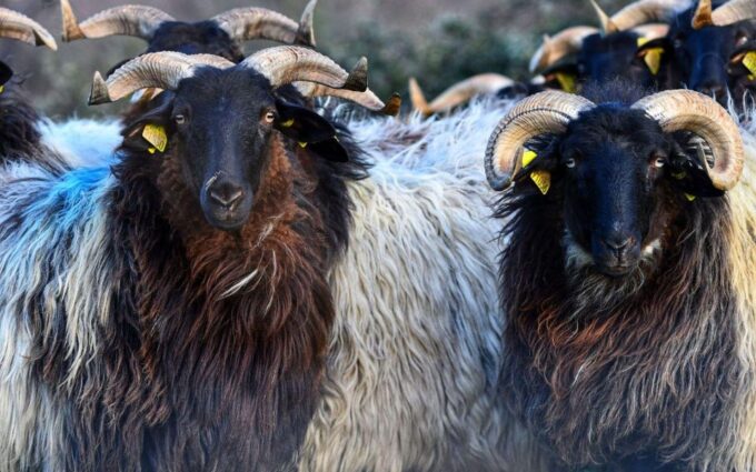 French Basque Country Farms & Food Tour - Frequently Asked Questions