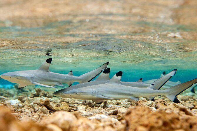 French Polynesia Snorkeling and 4X4 Adventure Tour with Buffet - Practical Details and What It Means for You