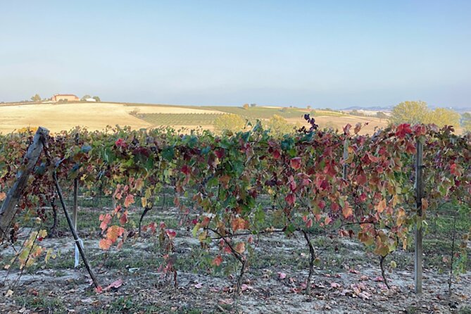 Fresh Pasta With a View in Langhe, Roero, Monferrato Near Asti - Host and Teaching Experience