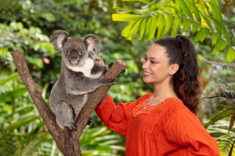 Friends in the Rainforest Package: Koala Gardens & Birdworld - Key Points