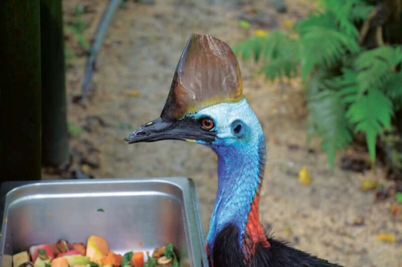 Friends in the Rainforest Package: Koala Gardens & Birdworld - The Value and Considerations